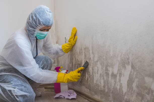 Best Mold Damage Repair  in Loris, SC